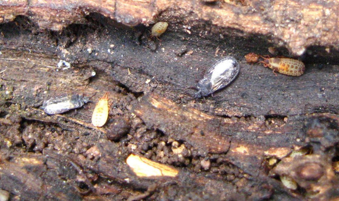 Aradidae sotto corteccia